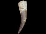 Fossil Plesiosaur (Zarafasaura) Tooth - Morocco #78417-1